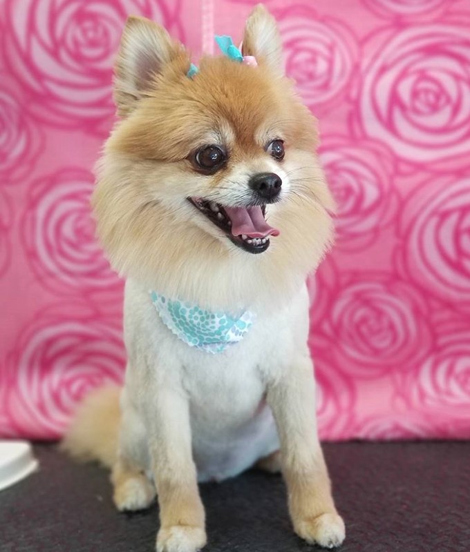 Pomeranian in lion cut wearing a cute blue scarf and little ribbon on top of its head sitting on top of the grooming table