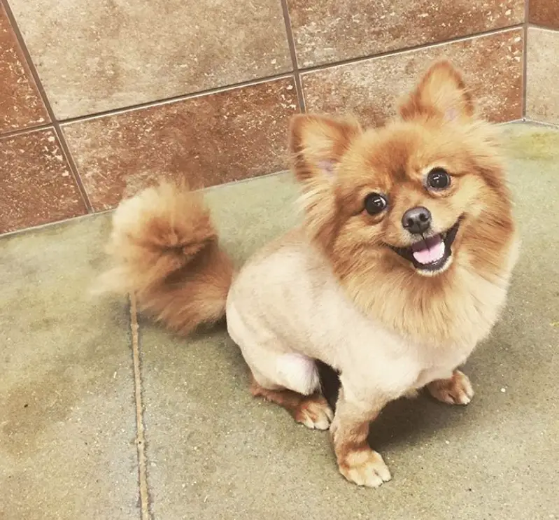 smiling Pomeranian in her lion hair cut while sitting on the floor