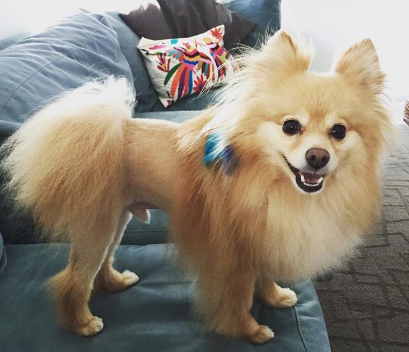 Pomeranian in lion cut facing side ways while standing on top of the sofa