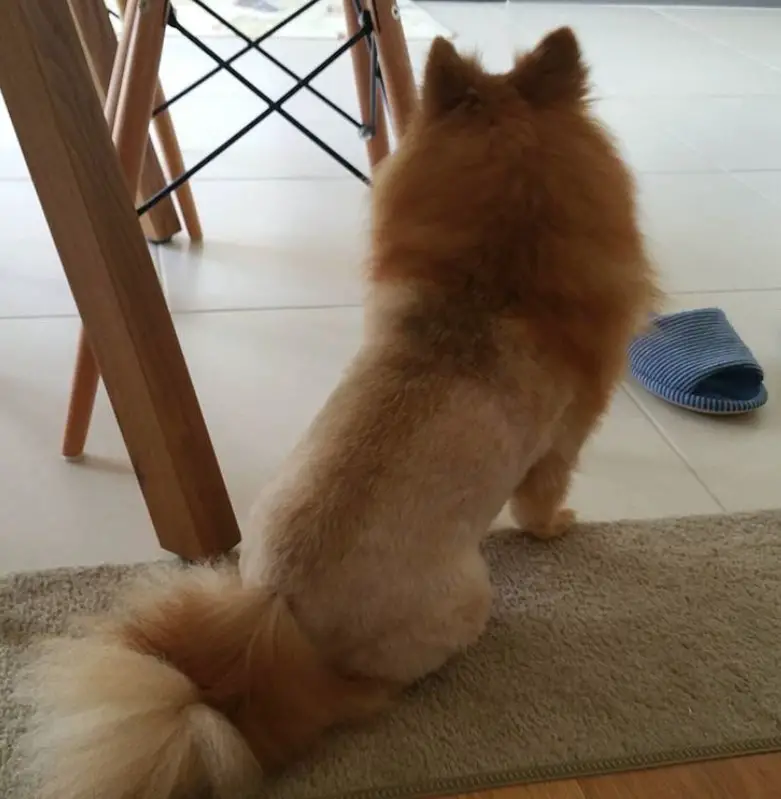Pomeranian facing back sitting on the floor with its lion cut