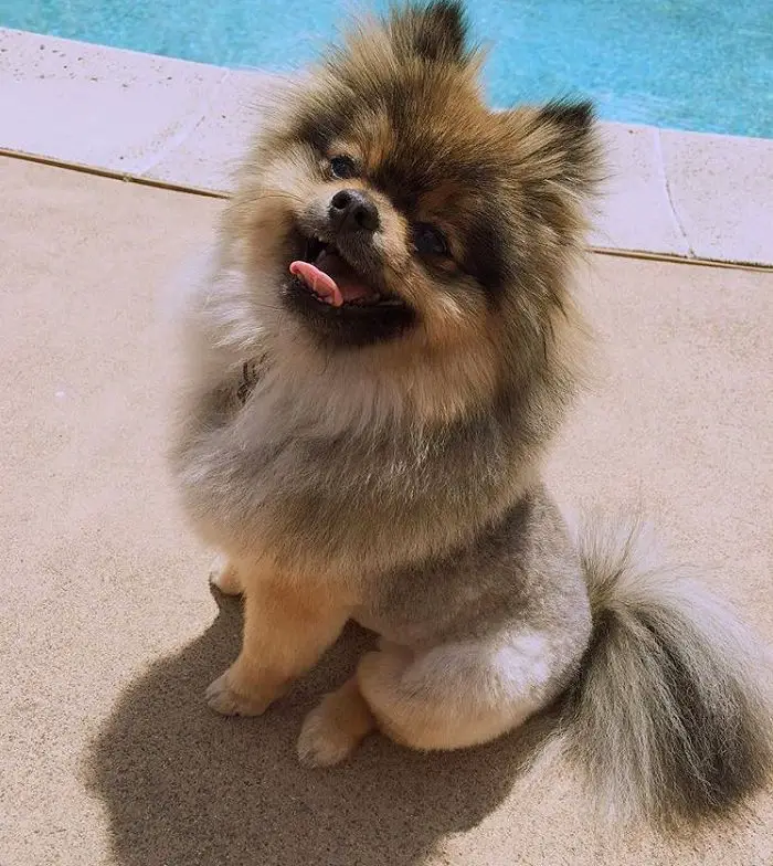 Pomeranian in lion hair cut sitting on the pool side while smiling with its tongue out