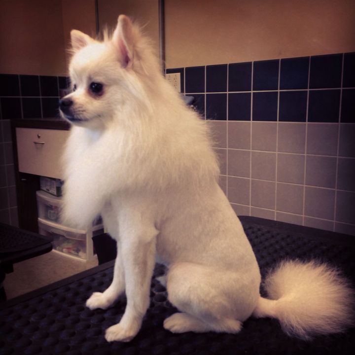 white Pomeranian in lion hair cut sitting on top the grooming table