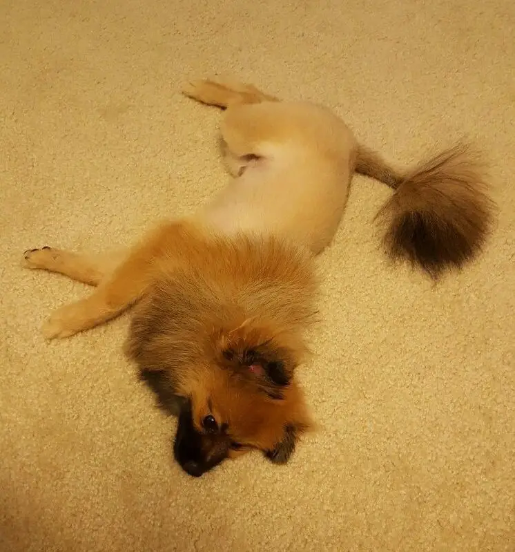 Pomeranian in lion cut lying in its side on the floor