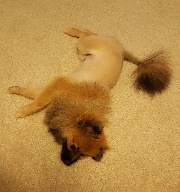 14 Best Pomeranian Lion Cut Pictures Page 3 of 4 The Paws