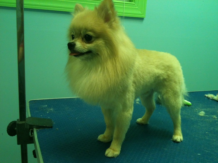 Pomeranian in lion cut facing sideways while standing on top of the grooming table