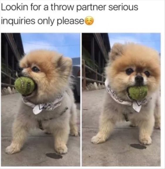 two photos of Pomeranian with a ball in its mouth while standing on the pavement photo with text - Looking for throw partner. Serious inquiries only please