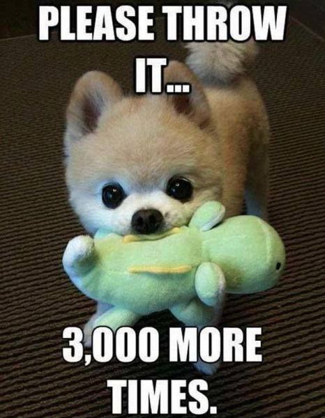 A Pomeranian standing on the carpet with a dinosaur stuffed toy in its mouth photo with text - Please throw it 3,000 more times.