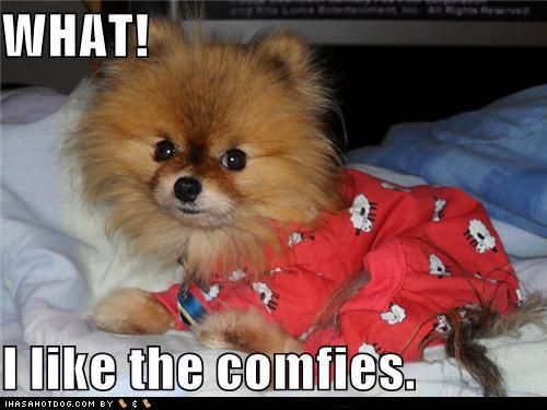 A Pomeranian wearing its red pajamas while lying on its bed at night photo with text - What! I like the comfies.