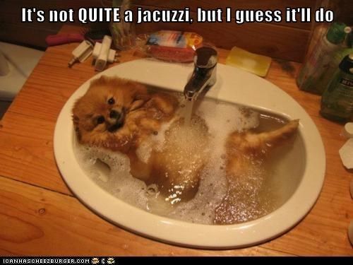 A Pomeranian lying in the sink with water coming out from the faucet to its belly photo with text - It's not quite a jacuzzi, but I guess it'll do