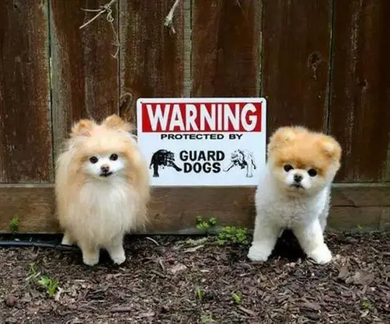 two Pomeranians standing in front of the fence with a sign board in between them that reads - Warning. Protected by Guard dogs