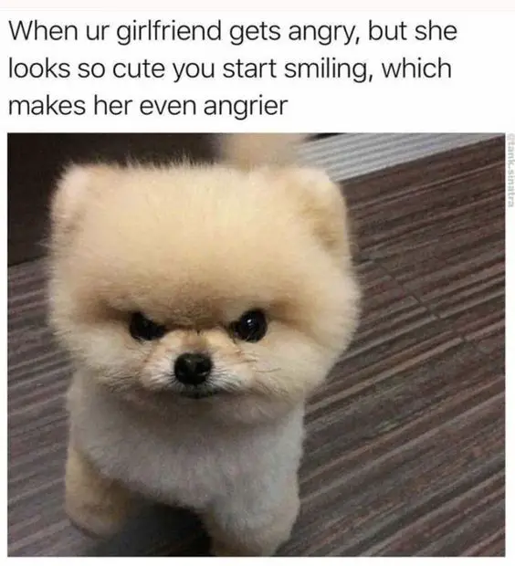An angry Pomeranian standing on the floor photo with caption - When ur girlfriend gets angry, but she looks so cute you start smiling, which makes her even angrier