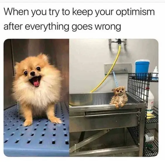 A happy Pomeranian standing on the table and wet in the sink photo with caption - When you try to keep your optimism after everything goes wrong