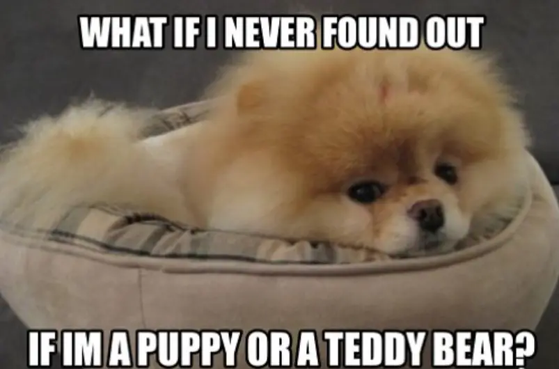 A Pomeranian lying on its bed photo with text - What if I never found out if I'm a puppy or a teddy bear?