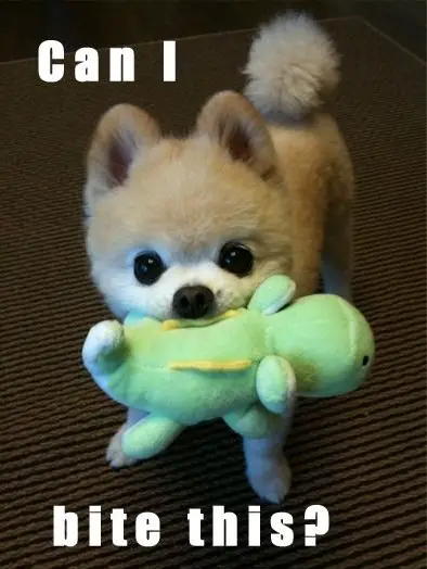 A Pomeranian standing on the floor with a dinosaur stuffed toy in its mouth photo with text - Can I bite this?
