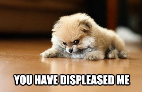 A Pomeranian puppy lying on the floor with its angry face photo with text- You have displeased me