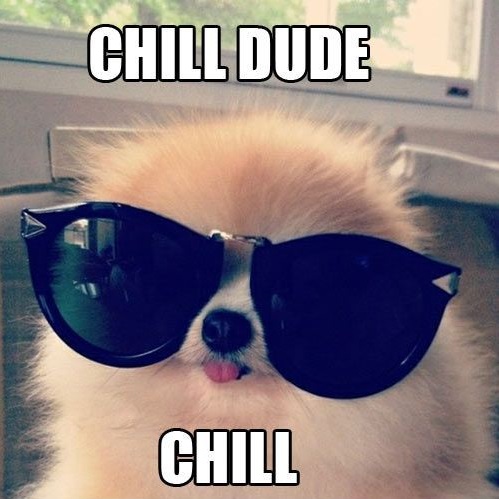A Pomeranian wearing a large sunglasses photo with text - Chill dude chill