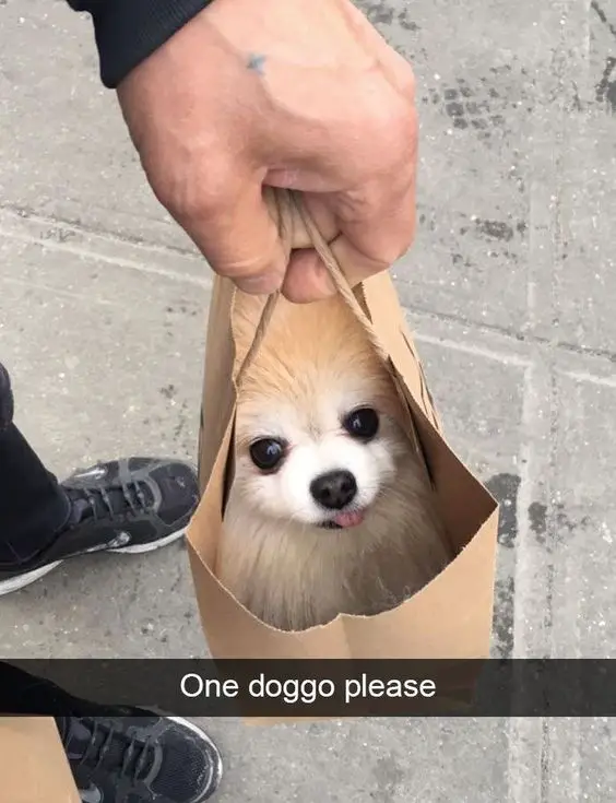 A man holding a paper with a Pomeranian inside it photo with text - One doggo please