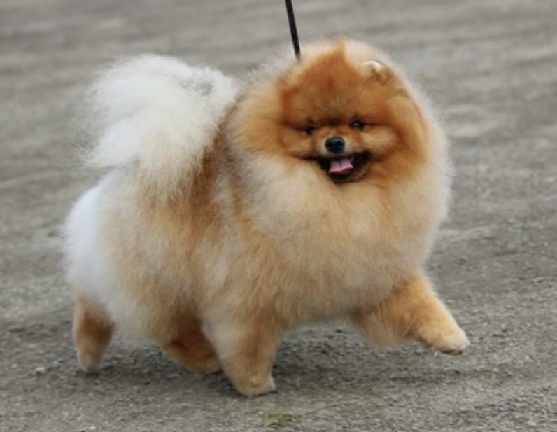 Pomeranian show cut