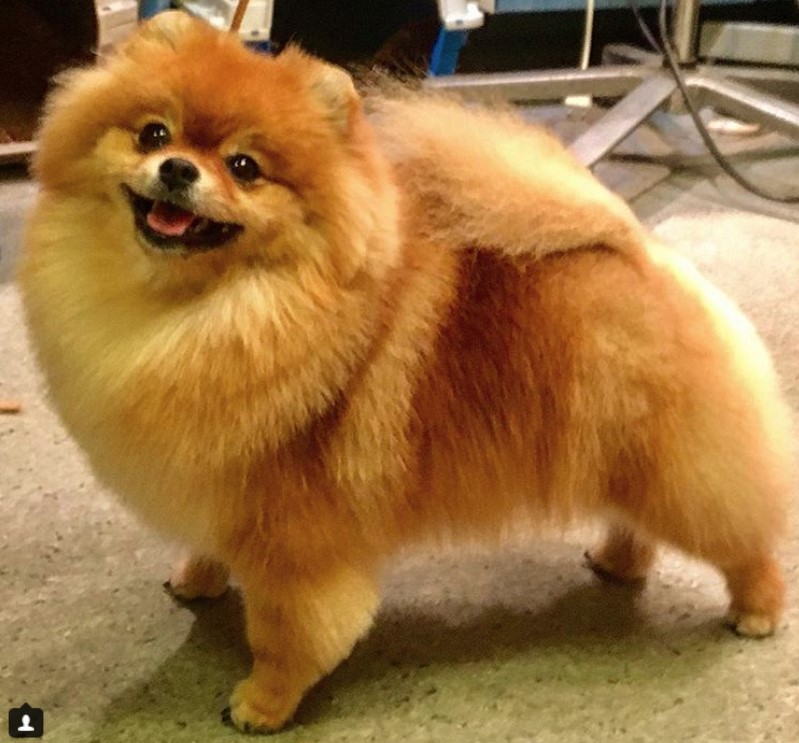 Pomeranian show cut