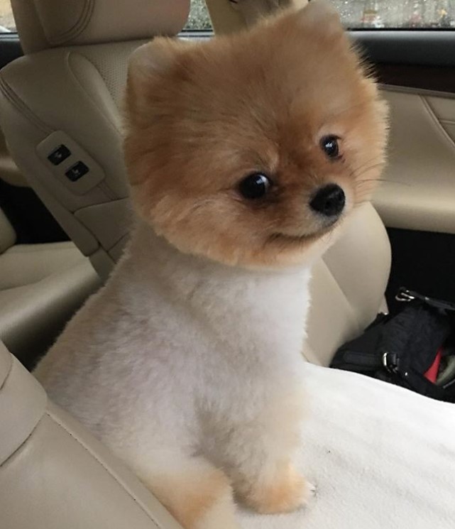 smiling Pomeranian in Teddy Bear Cut sitting on the car