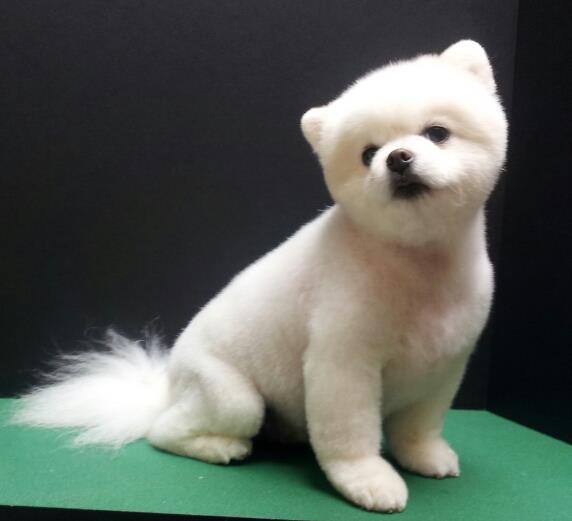 white Pomeranian in Teddy Bear Cut sitting on the grooming table