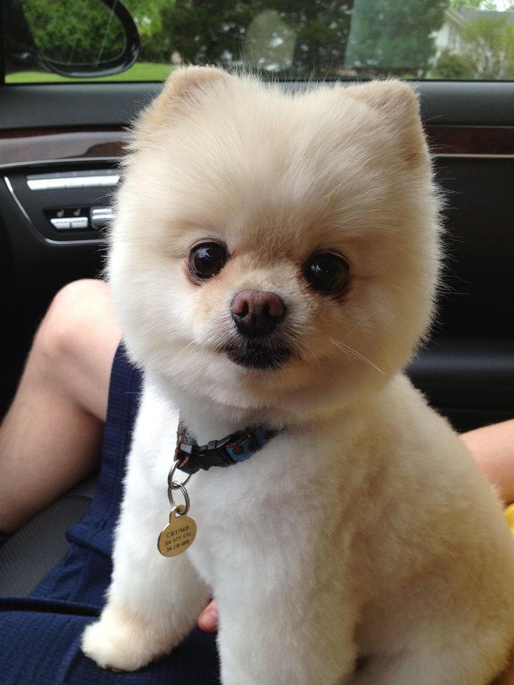 Pomeranian in Teddy Bear Cut sitting on top of a man's lap inside the car