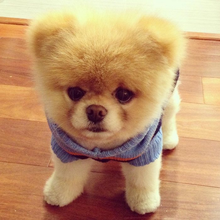 Pomeranian in Teddy Bear Cut wearing a cute sweater