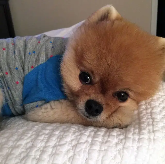 Pomeranian in Teddy Bear Cut on the bed wearing a cute shirt