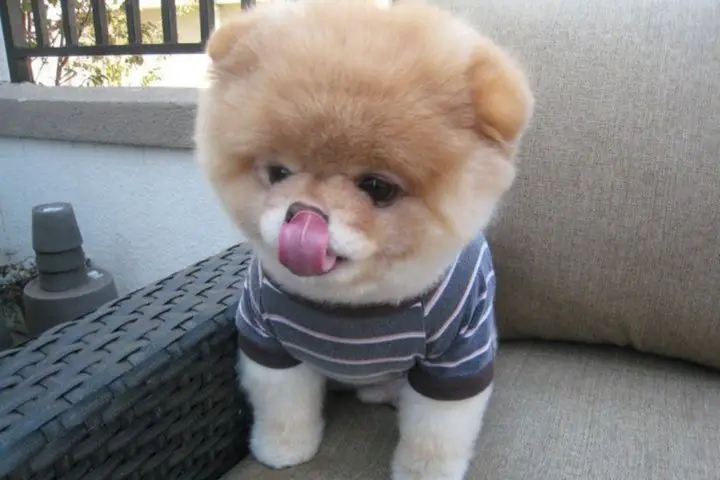 Pomeranian in Teddy Bear Cut on the couch wearing a striped shirt while licking its own nose