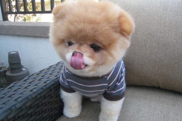 teacup pomeranian teddy bear dog