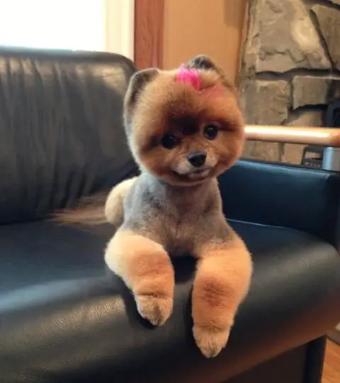 Pomeranian in Teddy Bear Cut resting on the sofa