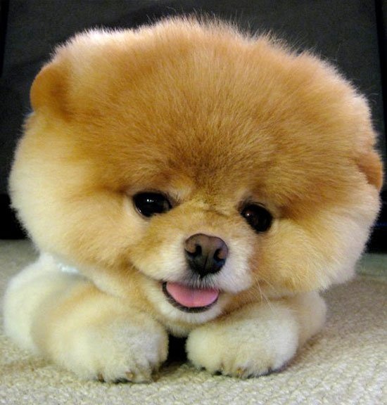 smiling Pomeranian in Teddy Bear Cut lying on the floor