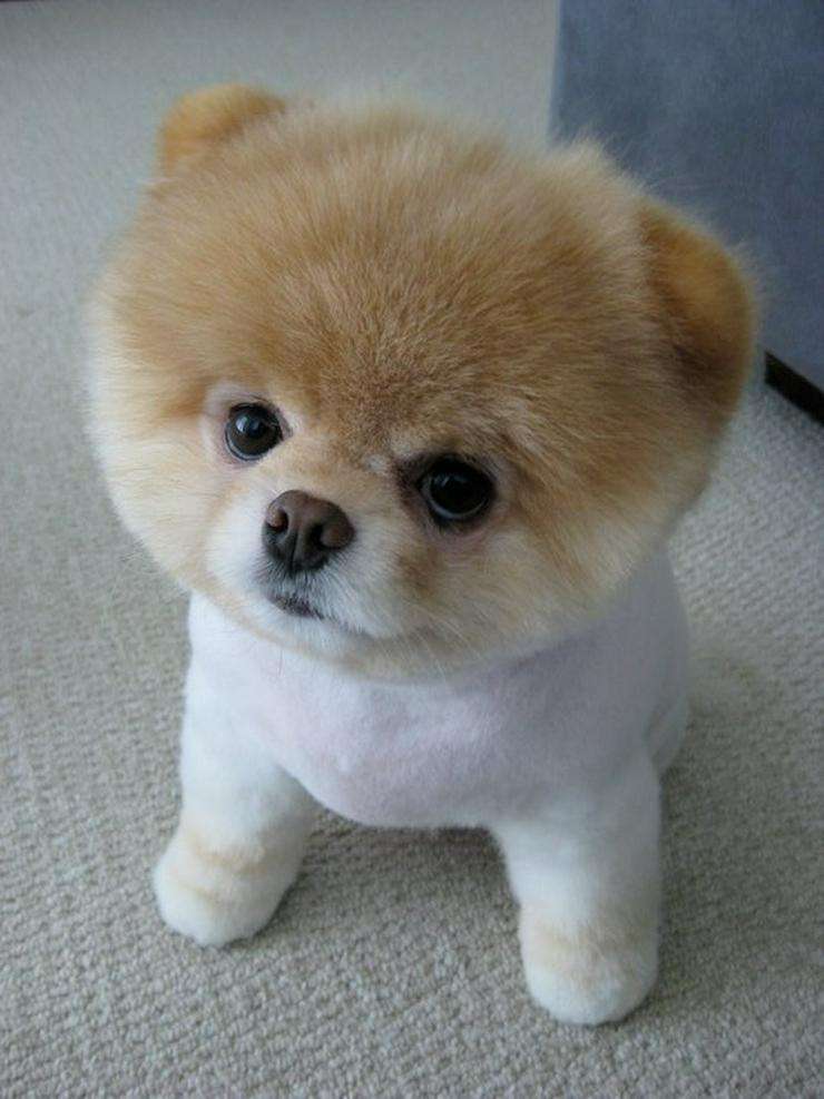 Pomeranian puppy on the floor in its Teddy Bear Cut