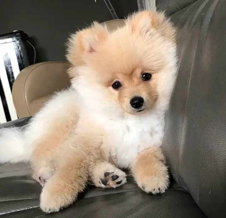 Pomeranian in Teddy Bear Cut on the couch