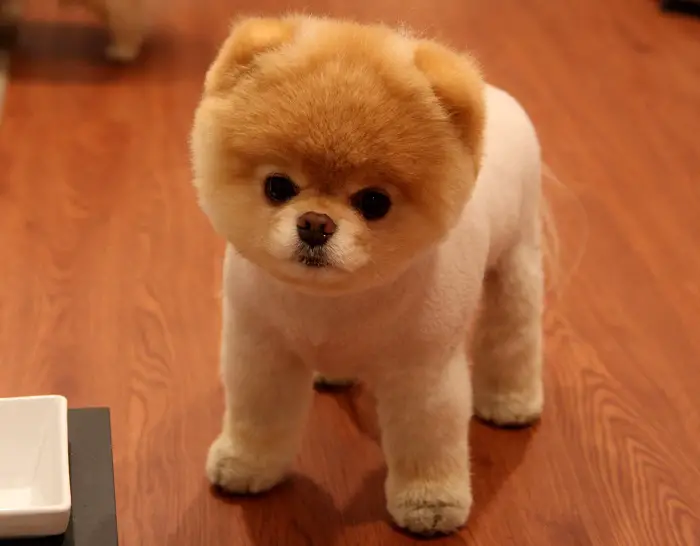 cute Pomeranian in Teddy Bear Cut