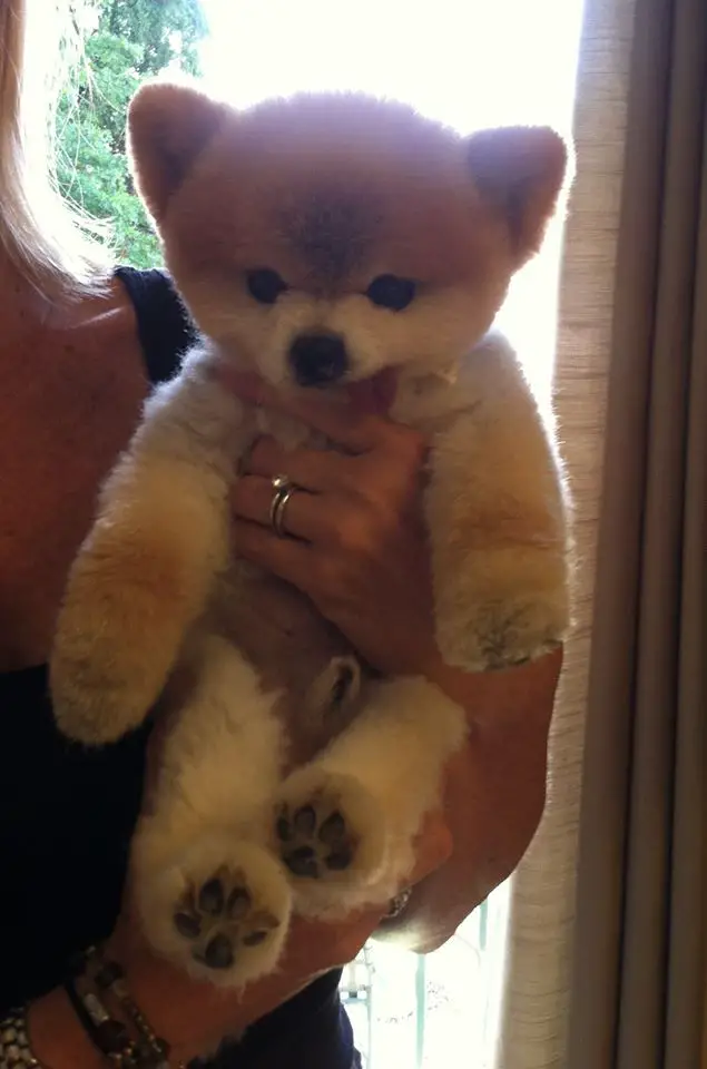 a girl carrying a Pomeranian in Teddy Bear Cut with its arms