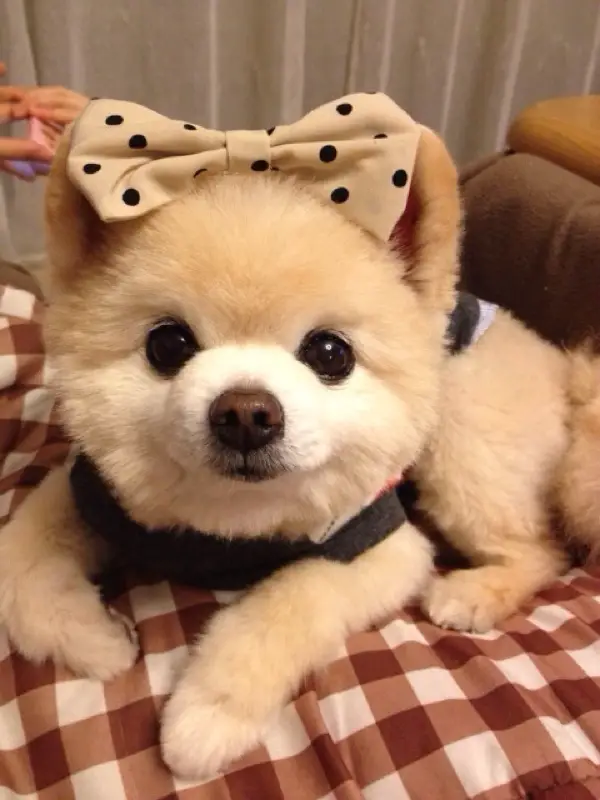 Pomeranian in Teddy Bear Cut with cute pulka dots ribbon on top of its head