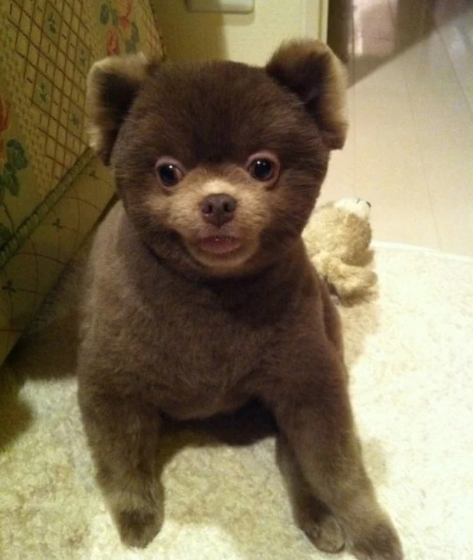 brown Pomeranian in Teddy Bear Cut sitting on the floor