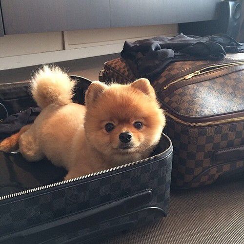 Pomeranian in Teddy Bear Cut lying inside the suit case