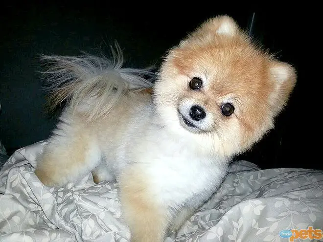 Pomeranian in Teddy Bear Cut on the bed tilting its head