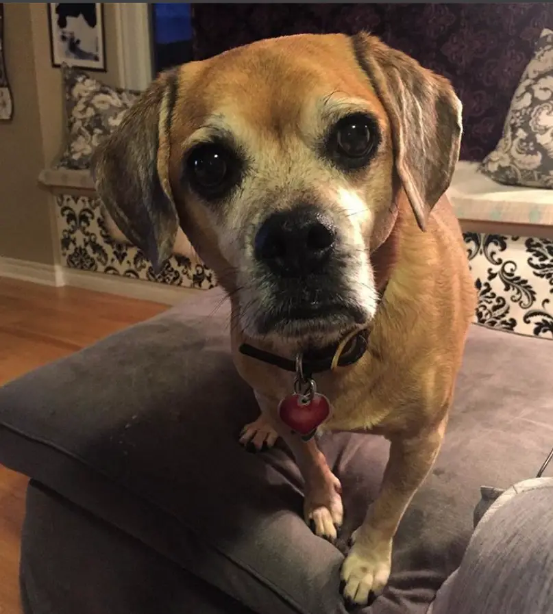 Puggle standing on the couch while staring with its curious wide eyes