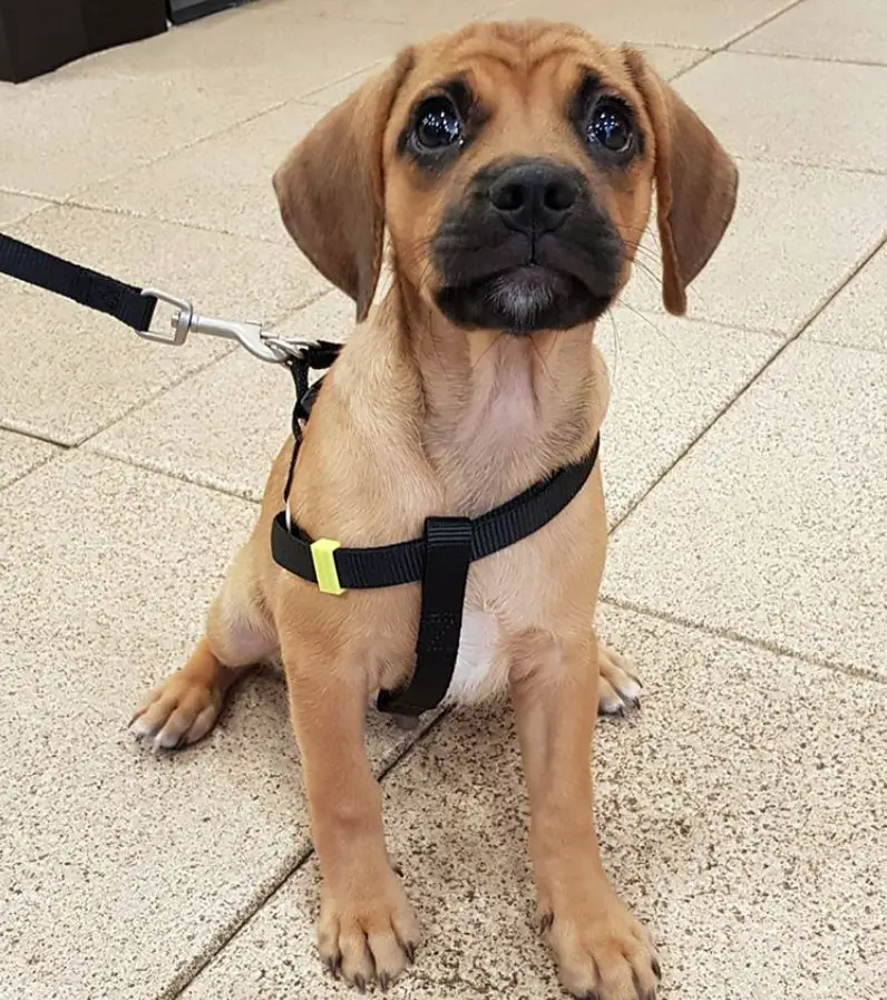 Puggle puppy sitting on the floor while looking up with its sad round eyes
