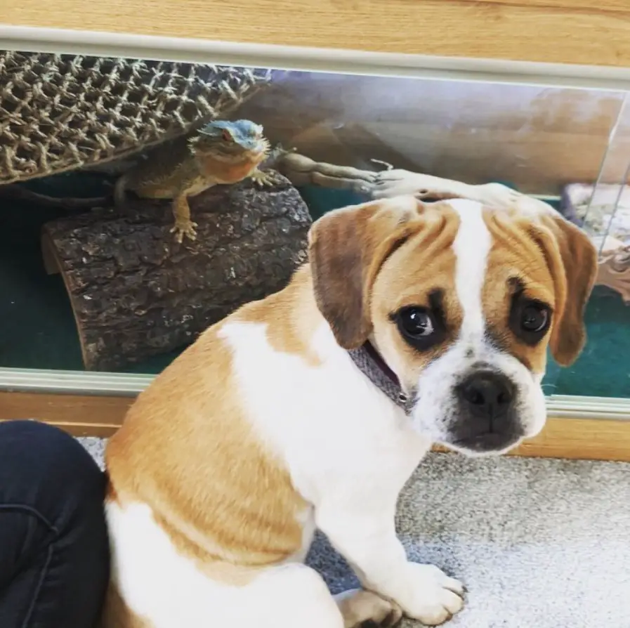 Puggle sitting on the floor while looking back with its sad face and behind him is a Chameleon inside an aquarium