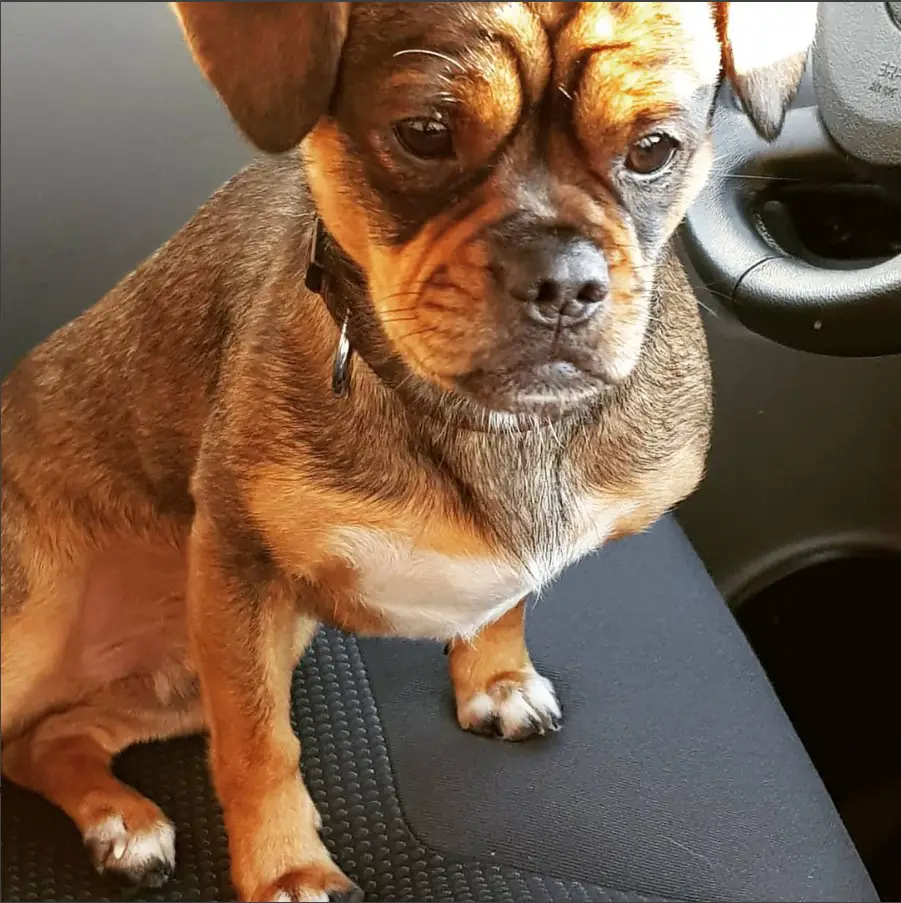 Puggle sitting inside the car with its sad face and sunlight on its forehead