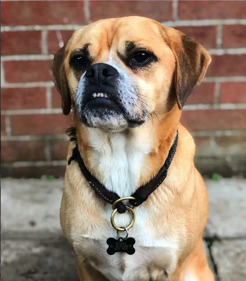 Puggle sitting on the concrete with a brick wall behind him