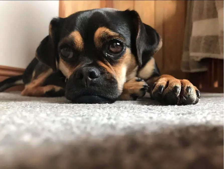 Puggle lying down on the floor with its sad face