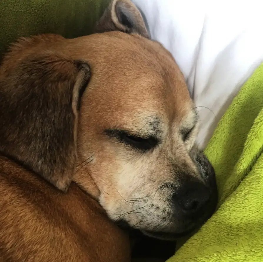 Puggle sleeping soundly on the bed with green blanket