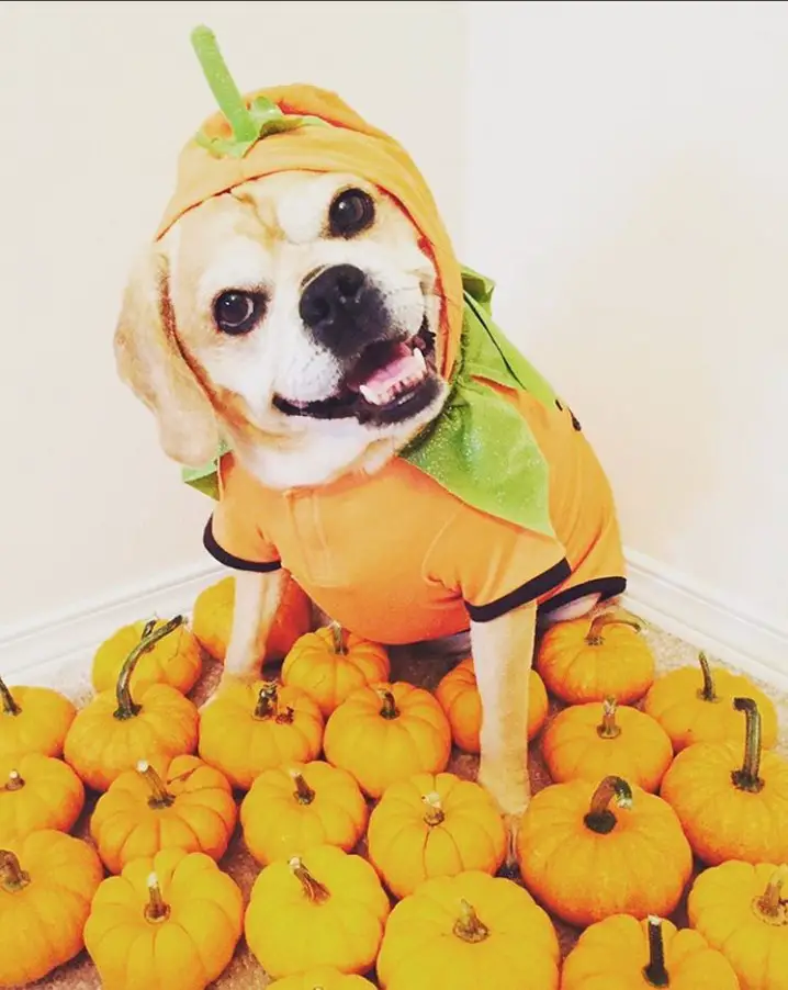 Puggle wearing a pumpkin costume while sitting on top of a bunch of small pumpkins
