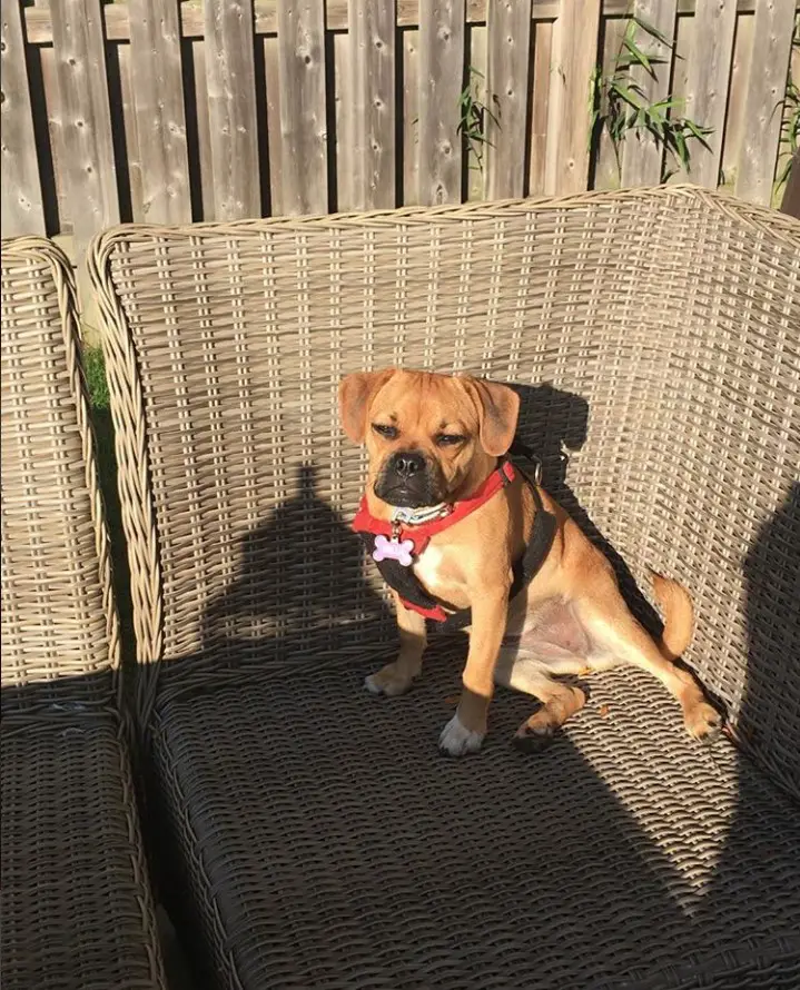 Puggle sitting on the corner of the rattan couch in the garden while under the sun