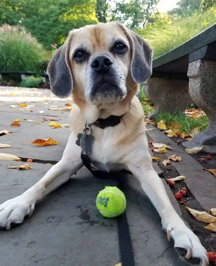 Puggle lying on the concrete at the park with a tennis ball in front of him